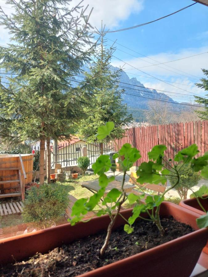 Mountain View Apartment Buşteni Exterior foto